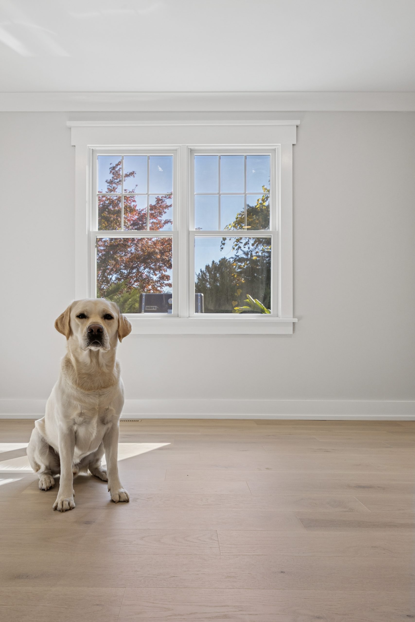 Pet-friendly hardwood flooring with dog in Wayne PA home by Majestic Home Renovations